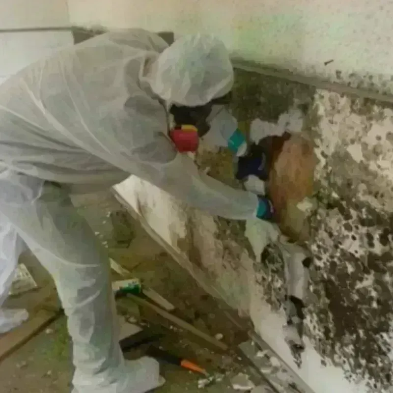 Mold Remediation and Removal in Lake Helen, FL